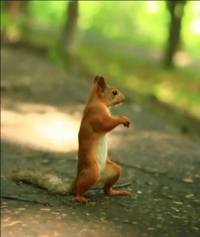 Qui a dit : La parole des hommes est à mi-chemin entre le mutisme des animaux et le silence des dieux. ?