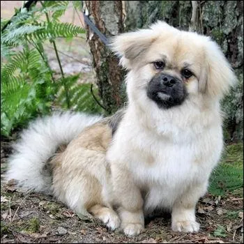 Qui a dit : Tous nos soins à bien traiter et nourrir ces animaux n'aboutissent qu'à les abâtardir. ?