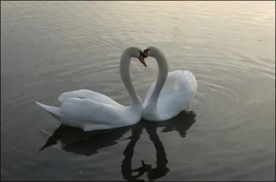 Qui a dit : Pourquoi les animaux ne louchent-ils pas ? C'est là encore un privilège de la nature humaine. ?