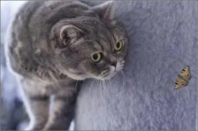 Qui a dit : Il est facile à quiconque est né homme de gouverner toute espèce d'animaux, plutôt que des hommes. ?