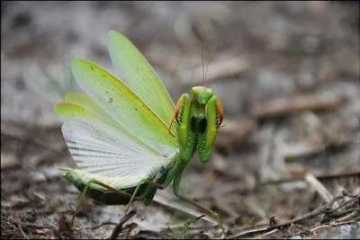 Qui a dit : On peut juger de la grandeur d'une nation par la façon dont les animaux y sont traités. ?