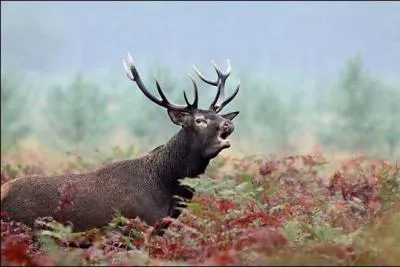 Qui a dit : La plupart des animaux préfèrent rester dans un endroit unique et familier, pas nous, et c'est aussi ce qui différencie l'être humain des animaux. ?