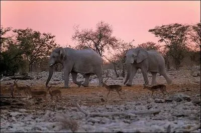 Qui a dit : Les animaux, eux, ont une pureté que l'homme a définitivement perdue.  ?