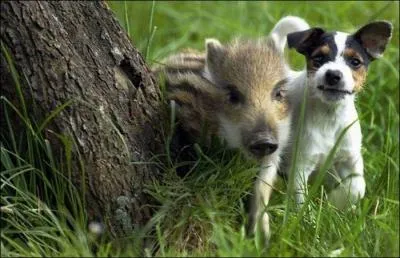 Qui a dit : Il est des animaux qui ne se lassent jamais d'entendre de la musique. Par exemple les chevaux de bois. ?