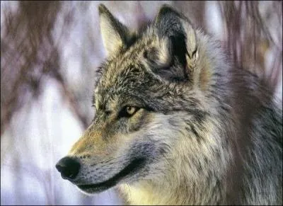 Qui a dit : L'homme appartient à ces espèces d'animaux qui, une fois blessés, peuvent devenir particulièrement féroces. ?