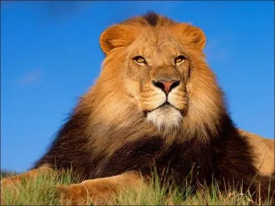 Qui a dit : Celui qui connaît vraiment les animaux est par là même capable de comprendre pleinement le caractère unique de l'homme. ?