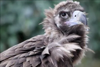 Ce rapace est en danger à cause d'un poison qui a été administré par les éleveurs. Quel est son nom ?