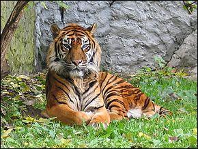 Ce tigre a été classifié comme espèce en danger de disparition par l'UICN en 2008. Quel est cet animal ?
