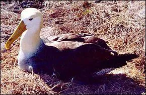 Essayez de trouver le nom cet oiseau vivant près des côtes du Pérou et de l'Équateur !