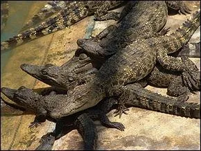 Vous aurez la chance d'admirer ces reptiles en Birmanie, en Thaïlande, au Laos, au Cambodge, au Viêt Nam, en Malaisie, au Brunei Darussalam et en Indonésie au Kalimantan. Ce sont des...