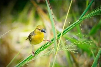 Quel est le nom de cet oiseau ?