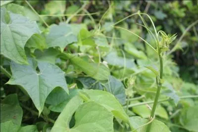 Comment se nomment ces br&egrave;des ?