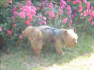 Deux chiens font la conversation. Le premier dit à l'autre "Tu as vu, ils ont mis de nouveaux réverbères dans notre rue ! Il faut arroser ça ! " Que vont-ils lever ?