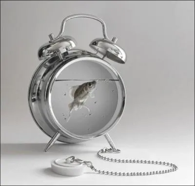 ça commence mal ! Le quiz a l'air idiot ! Je vous vois déjà...