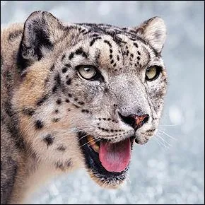 La panthère des neiges sont chassées illégalement pour leur fourrure pour ensuite fabriquer des vêtements.