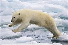 Cet ours polaire est obligé de sauter entre deux blocs de glace de la banquise qui fondent. Cela est dû au "réchauffement climatique".