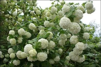 Quel est le nom de ces fleurs ?