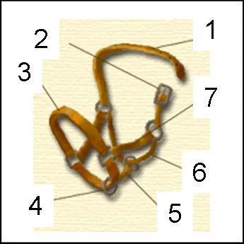 Quel est le nom du numéro 7 ?