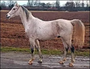 Le pas est une allure  :