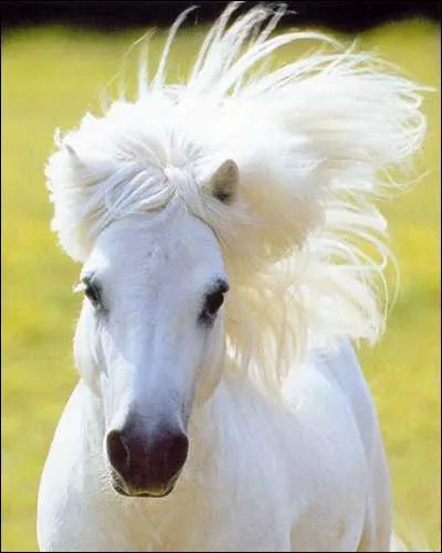 Pour monter à cheval, on utilise :