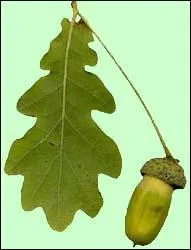 De quel arbre provient cette feuille ?