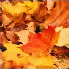 A qui doit-on les paroles de la chanson "Les Feuilles mortes", interprétée notamment par Yves Montand ?