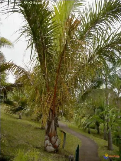 Ces feuilles peuvent atteindre 25 m sur 4 m, ce qui en fait les feuilles les plus longues du règne végétal :