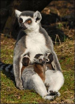 A quelle famille animale le maki de Madagascar appartient-il ?