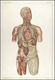 Où se trouve la luette ?