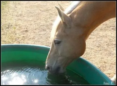Combien de litres le cheval boit-il par jour ?