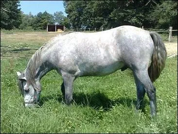 Le cheval a un grand estomac et peut donc manger sa ration d'une journée en une seule fois.