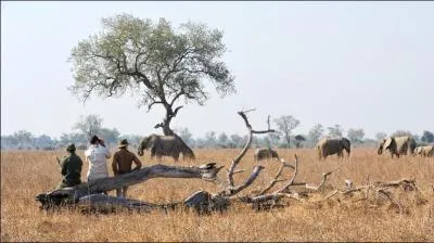 En Zambie, nous parlons... (langue officielle)