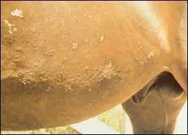 Comment s'appelle le ventre du cheval ?