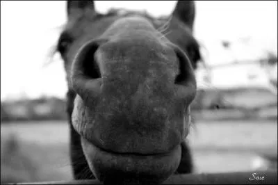 Comment s'appelle cette partie du cheval ?