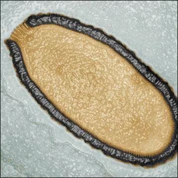 Le réchauffement climatique a permis la découverte d'un virus âgé de 30 000 ans dans le sol glacé de Sibérie. Quelle maladie, éradiquée en 1977 et dangereuse pour l'homme, pourrait être réveillée ?