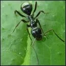 Quel est cet insecte ?