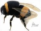 Quiz Insectes