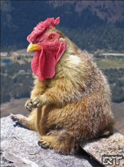 Il est tr&egrave;s difficile de les faire s'accoupler, il y en a une des deux qui ne veut pas !