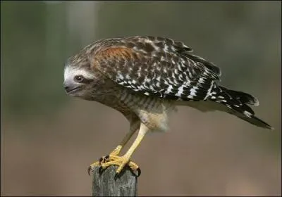 Et celui-ci, vous l'aviez d&eacute;j&agrave; vu avant ?