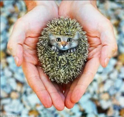 Animal tr&egrave;s rare, j'ai le plaisir de vous pr&eacute;senter ...