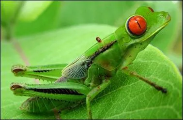 Chacun de ces deux animaux est capable de faire des sauts, alors imaginez un peu quand ils s'accouplent, &ccedil;a donne un petit ...
