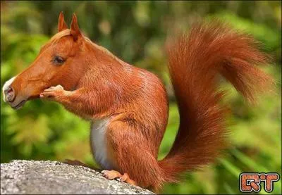 Je l'ai emmen&eacute; avec moi &agrave; Longchamp, il a fait un tabac, tout le monde voulait le caresser !