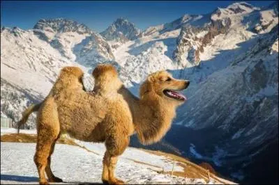 Avec celui-ci, j'ai fait une affaire, non seulement il peut rester sans boire pendant plusieurs jours, mais vous lui donnez un os et il vous fait la f&ecirc;te !