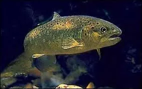 On ne dit plus ''salmonidés'' mais...