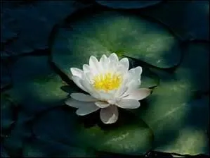 Le poète a employé cinq fois le mot "nénuphars", en début de vers, une fois après une césure. Comment se nomme cette figure de style faite de la répétition d'un même mot ou d'un groupe de mots ?