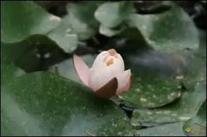 Quel autre nom, symbole suprême de la vénération qu'il porte à ces fleurs, le poète donne-t-il aux nénuphars ?