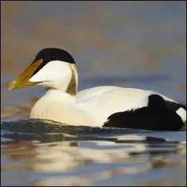 Quel nom porte ce canard ?