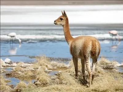 Reconnaissez-vous cet animal ?