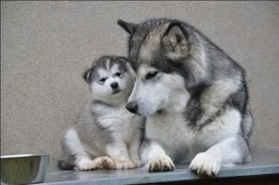 De quelle race sont ces chiens ?