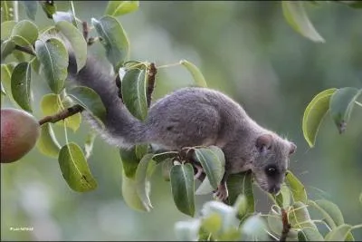 Quel est ce petit rongeur ?